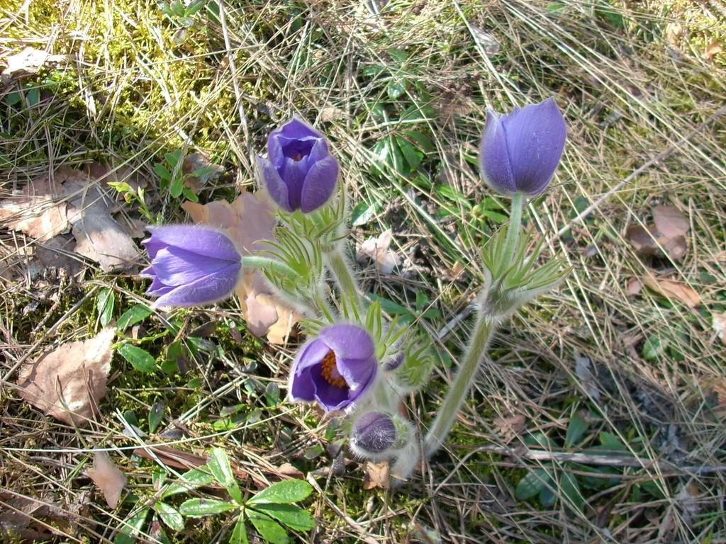 Пусть кувшинки украшают...