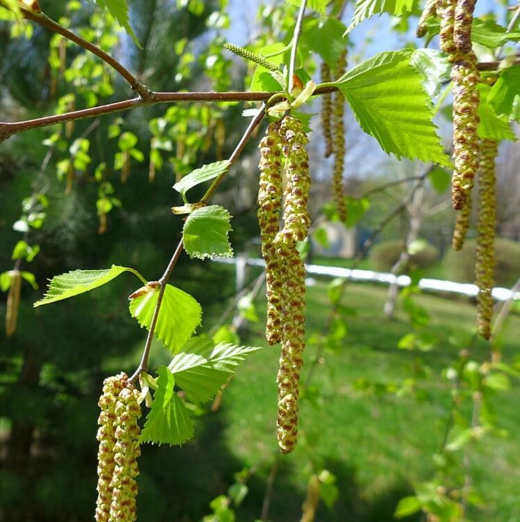 НОВЫЙ ДЕНЬ ВСТРЕЧАТЬ С ПОКЛОНОМ