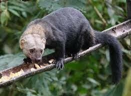 ТАРБАГАН. АЛФАВИТ ДЕТСКИЙ. БУКВА «Т».