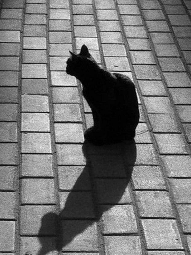 кошке моей тётушки