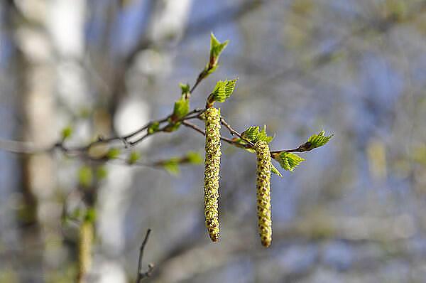 ВЕСЕННЯЯ ВЕТКА