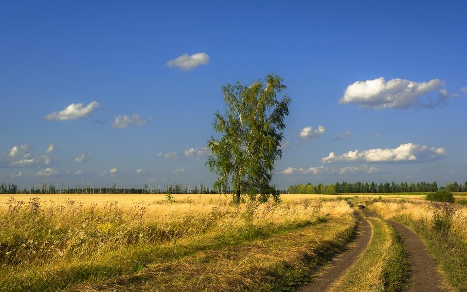 В Дамаск,  за парту! . . .