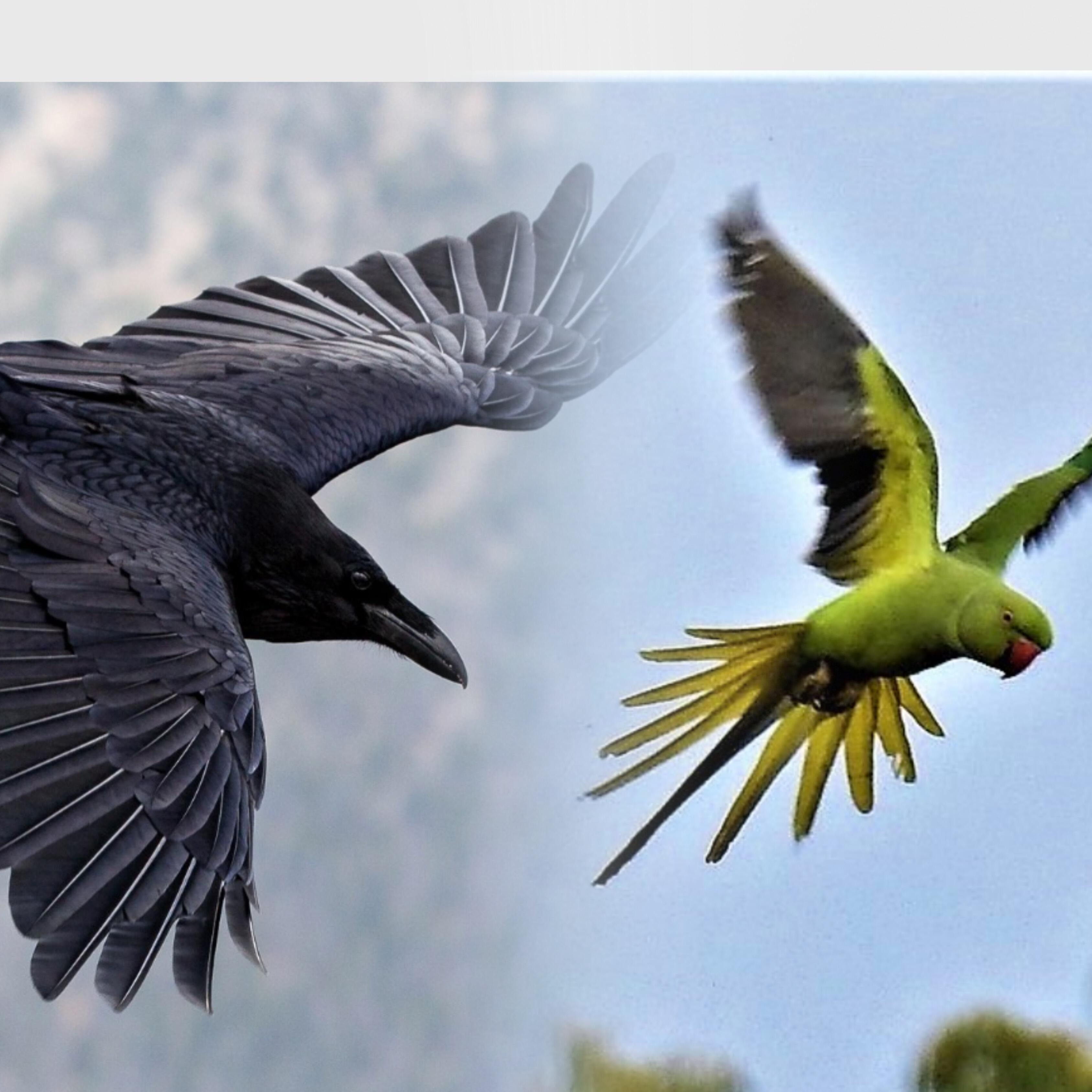 Ворона и попугай