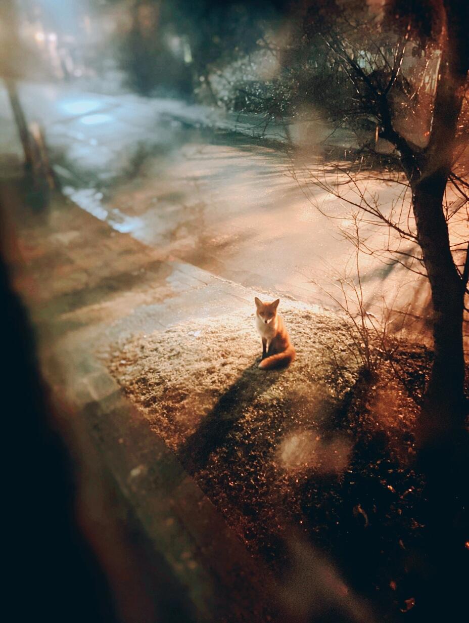 Старый друг