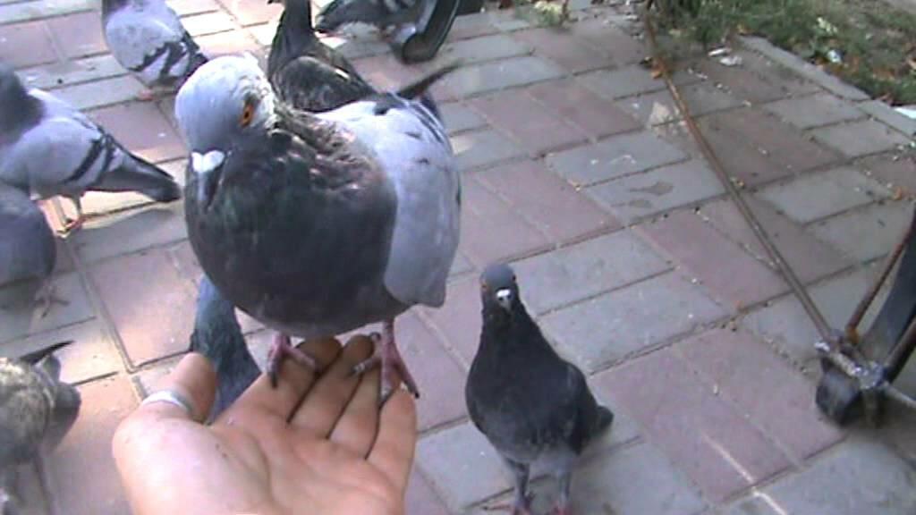 Покорми голубей