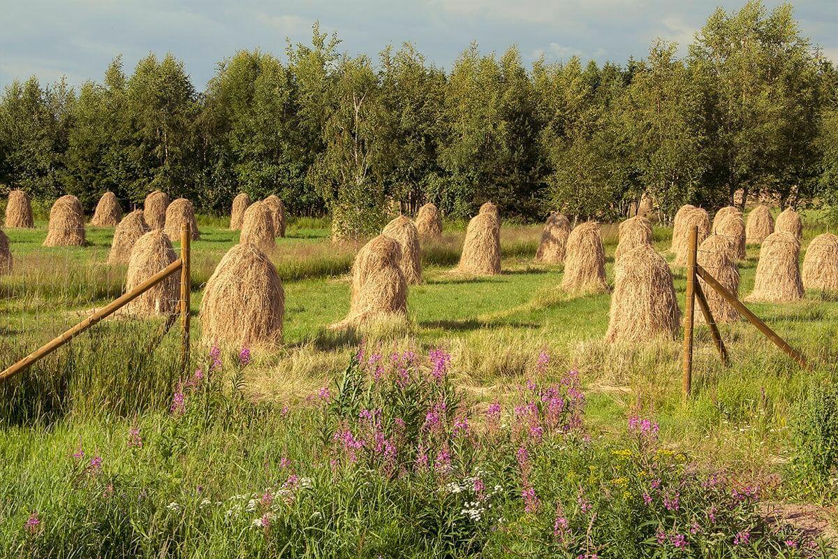Сенокосная пора