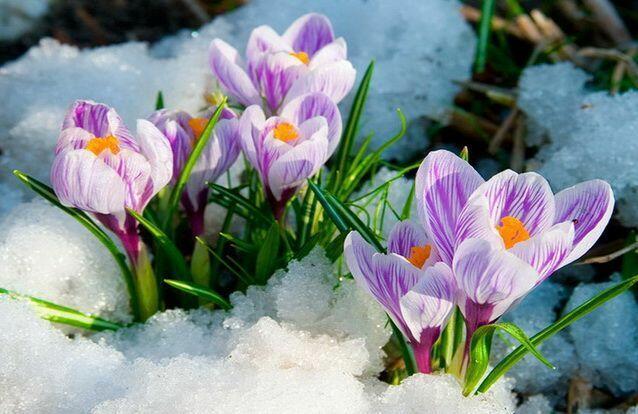 В ожидании весны