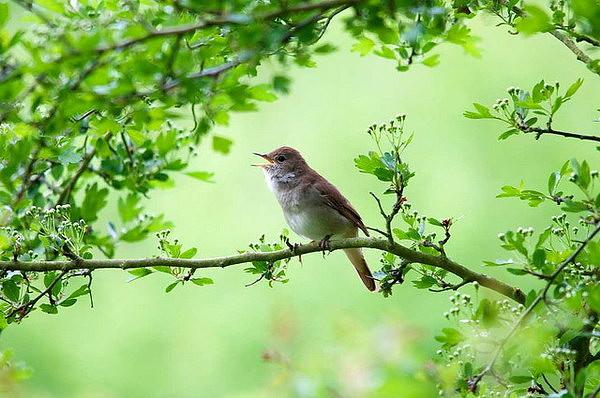 Дамасский соловей