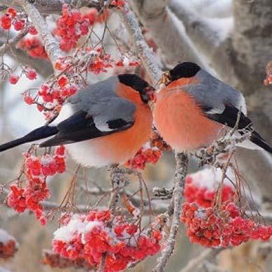 Здравствуй моя пташка!