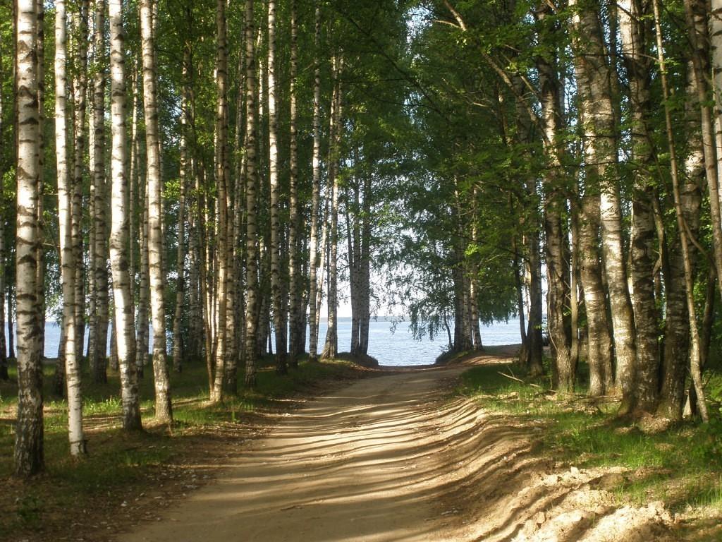 На берегу Моложского залива