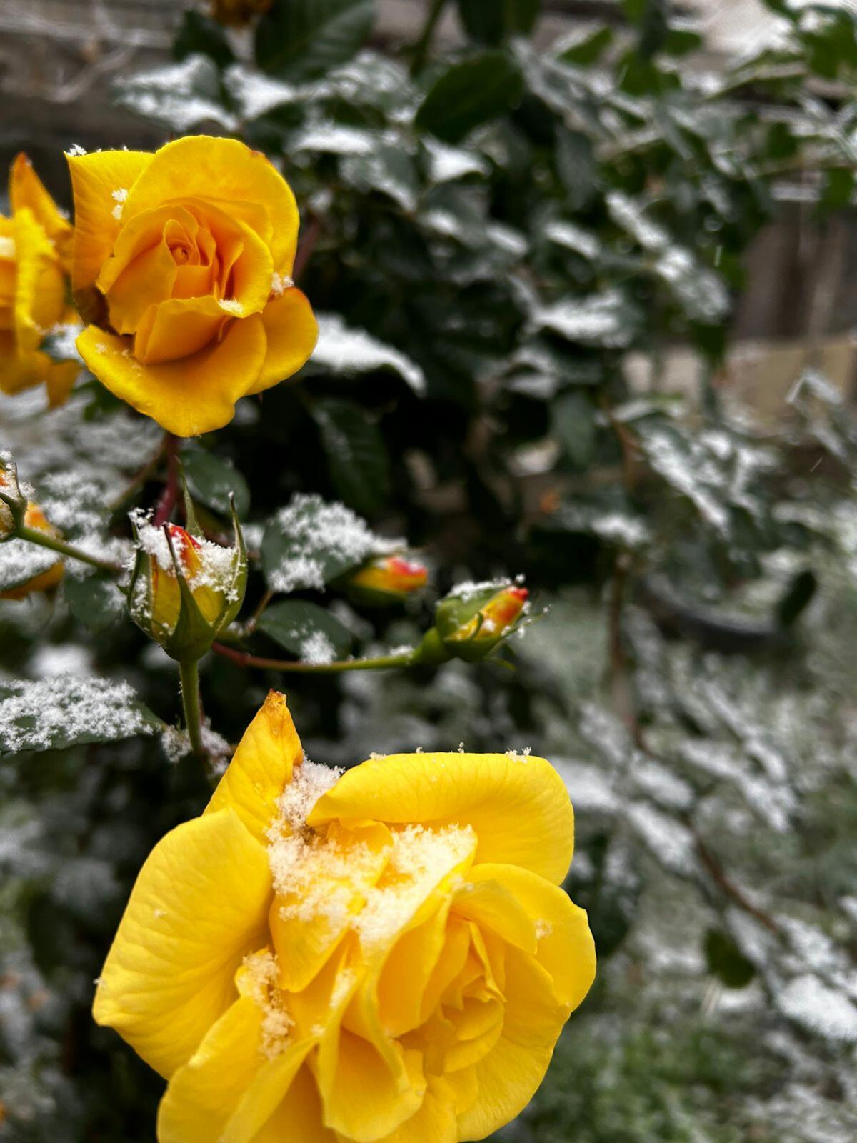 Мамины цветы