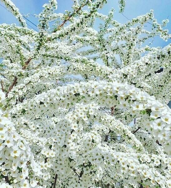 Не люблю когда весна уходит