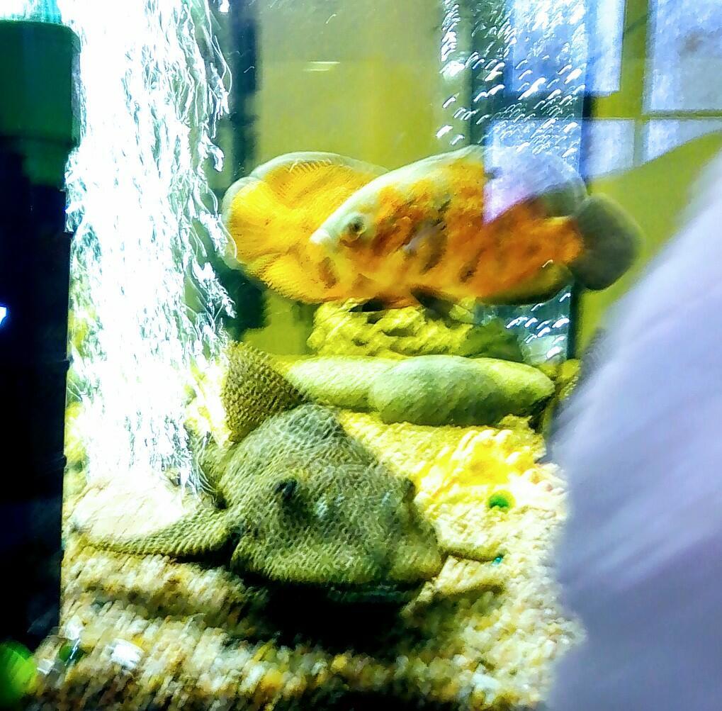 Импровизация 