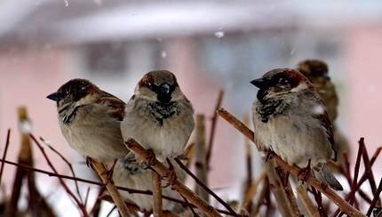 Следите за лошадью