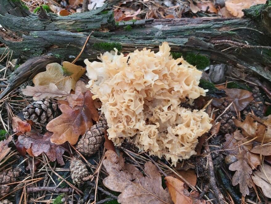 В моём лесу