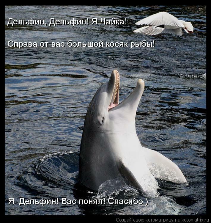 Дельфин и Чайка