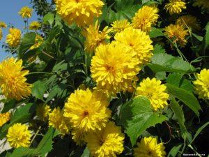 ЖЁЛТЫЕ ГОРОШКИ