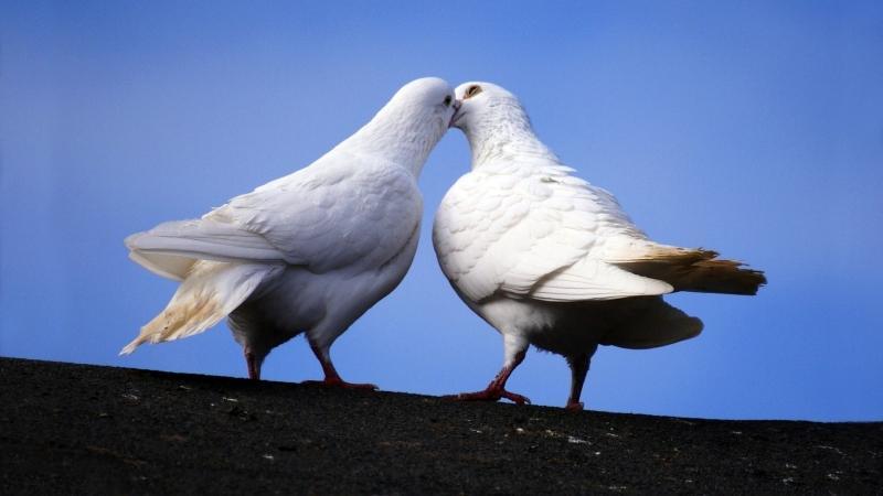 Пригублю я чашу...