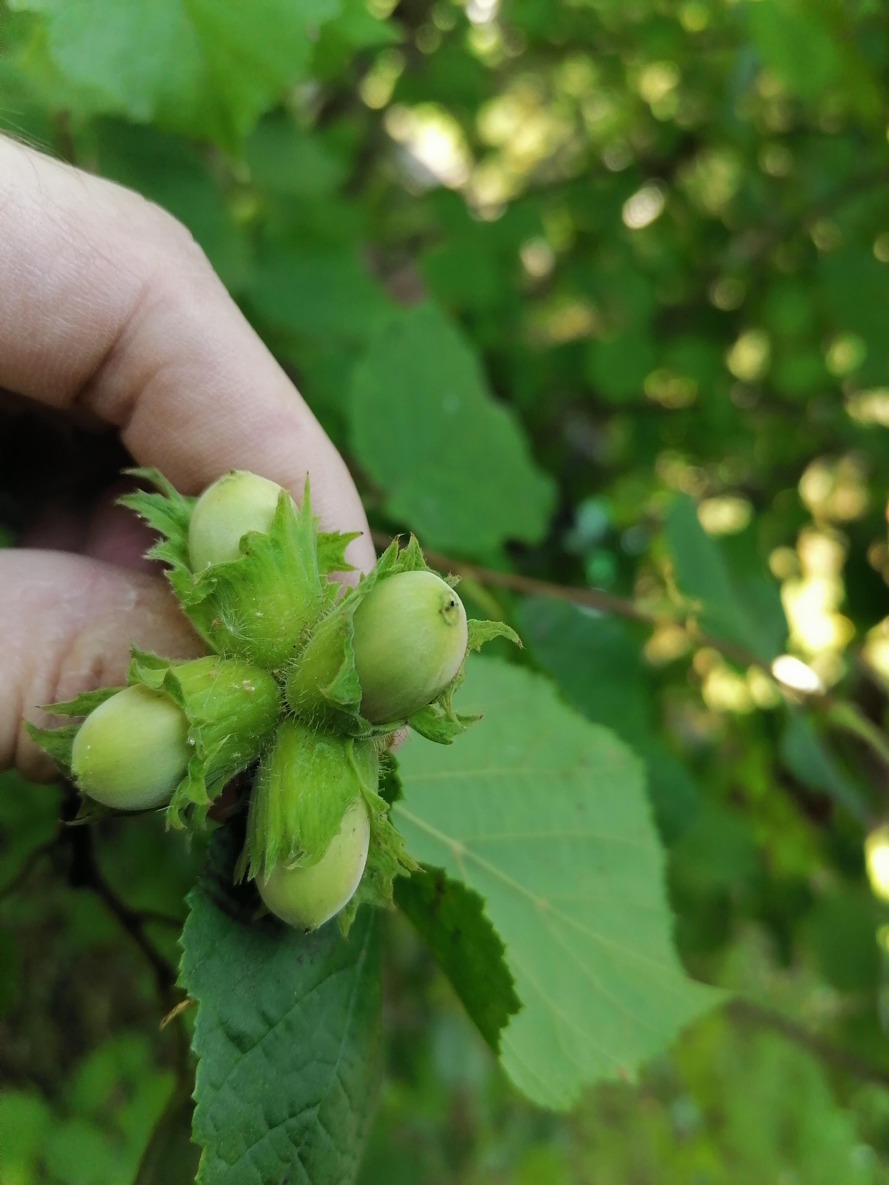 Четыре орешка для Золушки