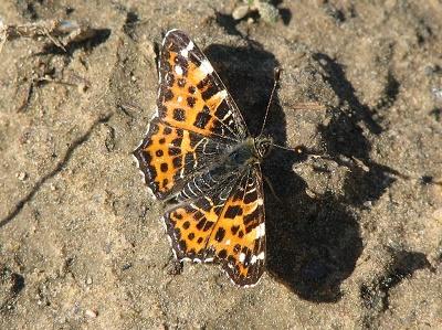 Бабочка пестрокрыльница