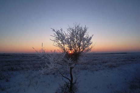 Птица Самрук и Мировое дерево