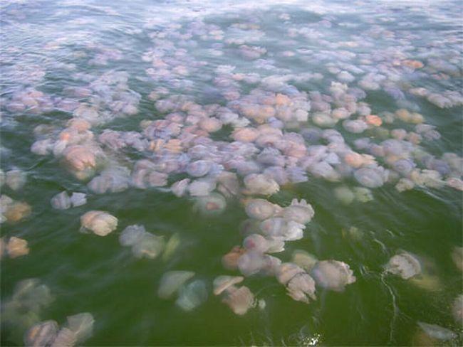 И море принесло медуз