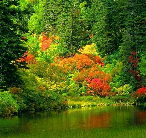 ЗОЛОТЫЕ ДИНАРЫ