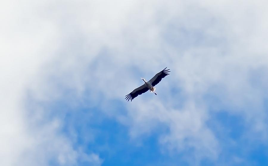 Спасибо, Аист...