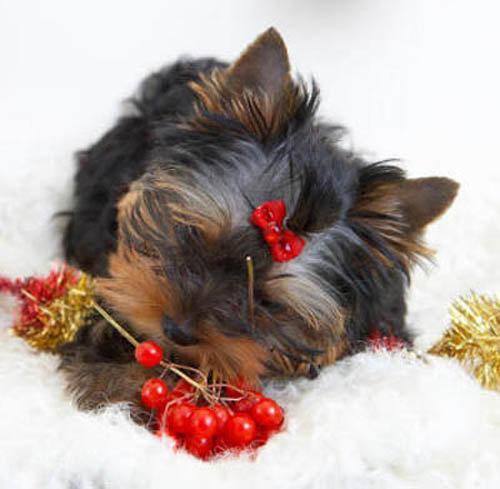 В плену мороза и метелей (акро)