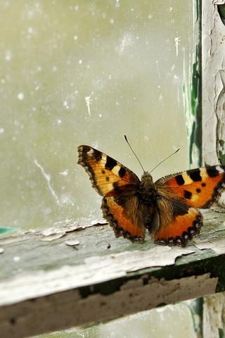 Залетела в окошко бабочка...