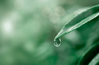 Во всём есть прелесть бытия