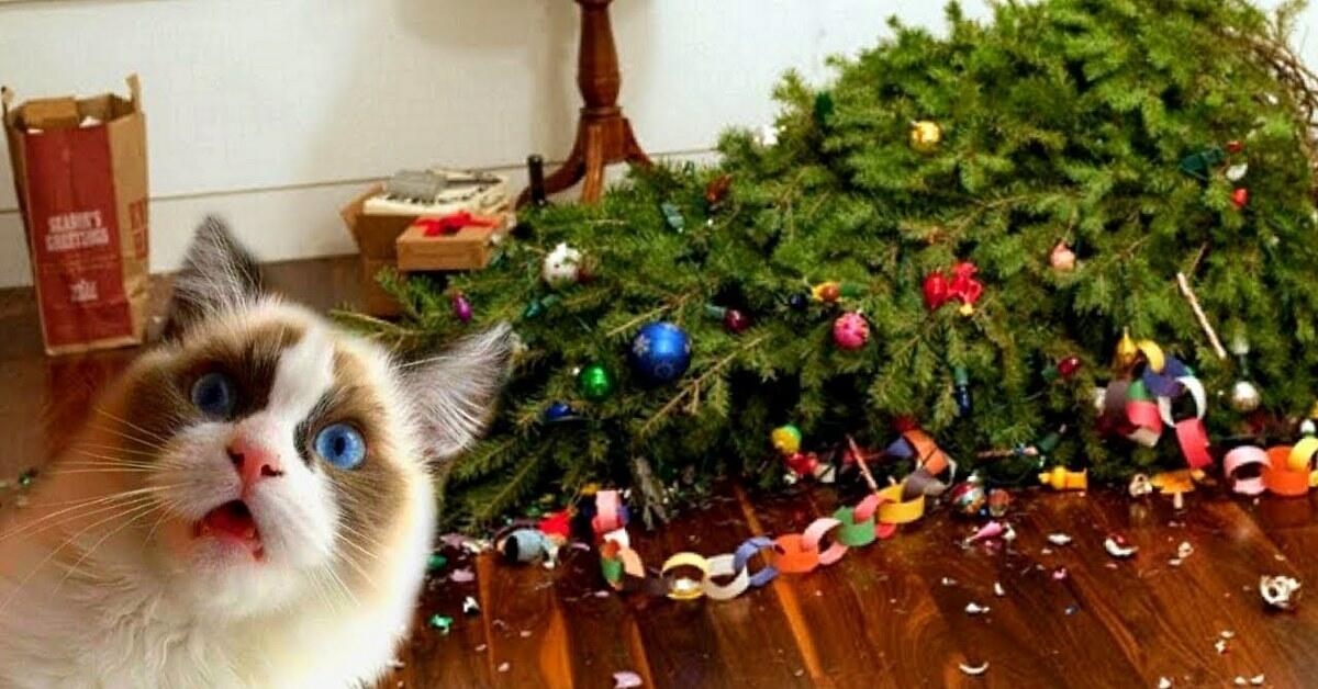 Кот - обормот (лимерики)