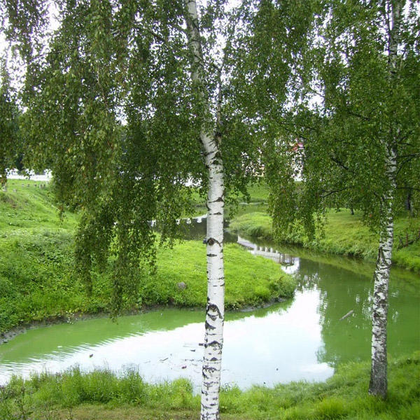 Россия, моя Россия!