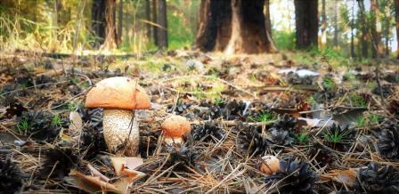 *     *     * ("Люблю тебя, осенний лес...")