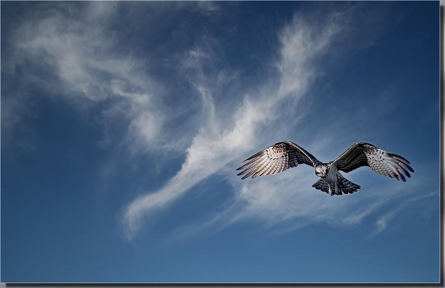 КАК БОЛЬНЫ ТВОИ, ВЕТЕР, ПЕЧАЛИ