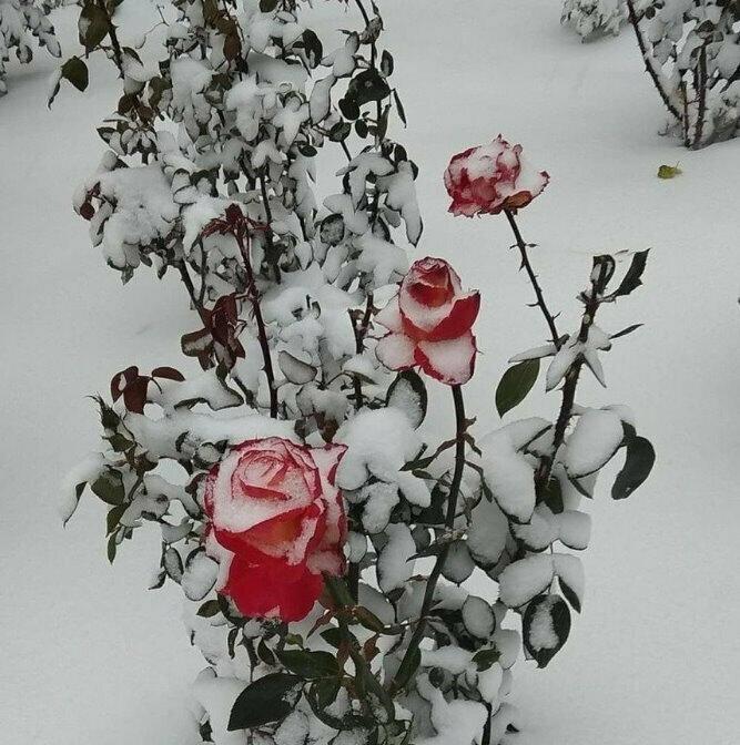 Замёрзшие цветы
