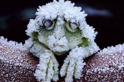 Царевна-лягушка (aссоциация на фото)