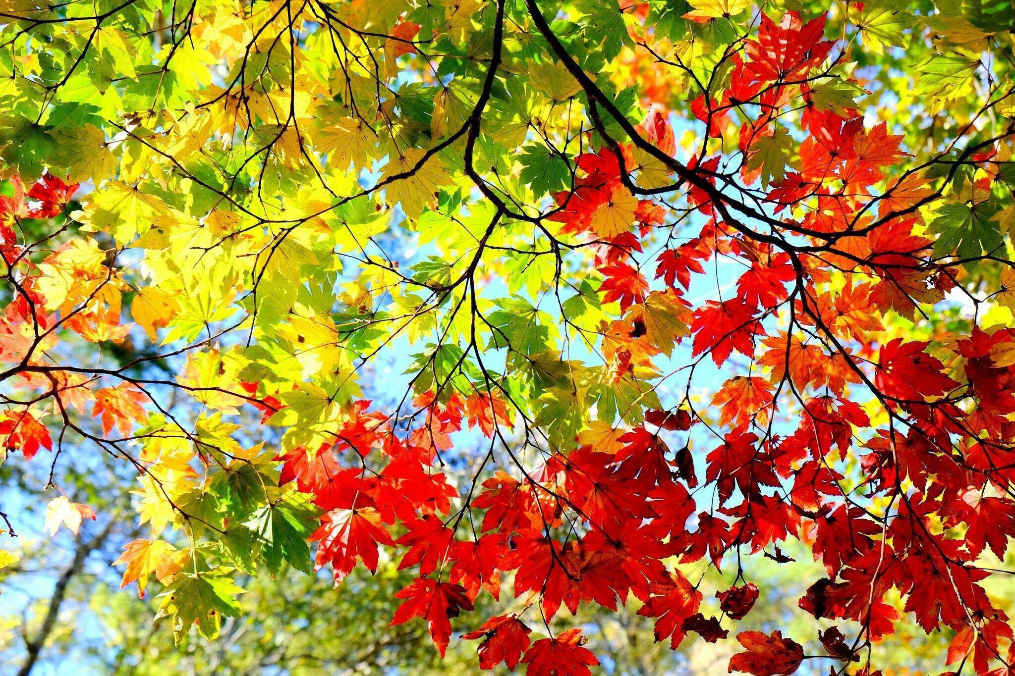 ВИВАТ  НЕБЕСНОМУ  ШАТРУ