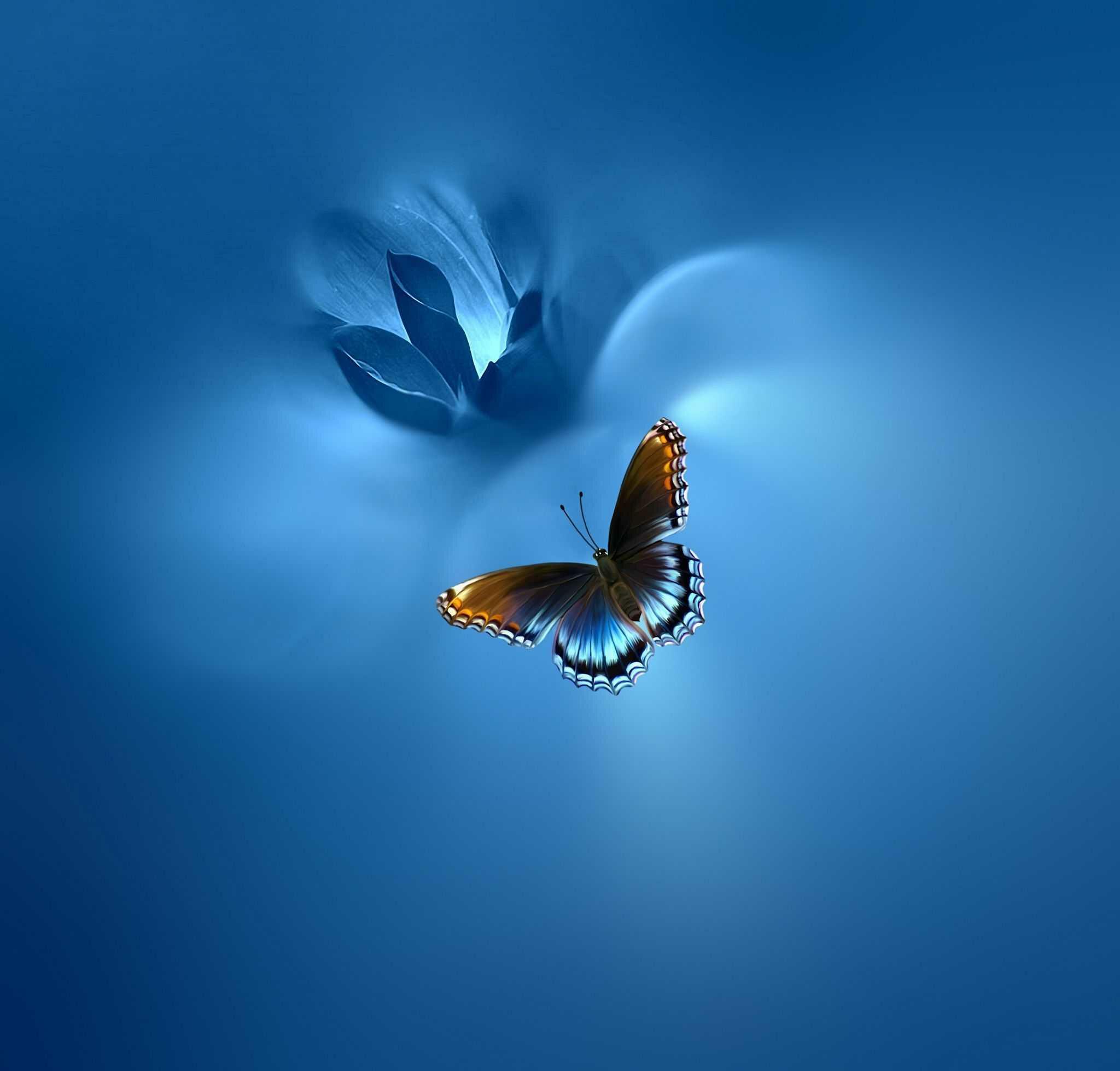 Free Stripchat  Butterflyblue_Dream's