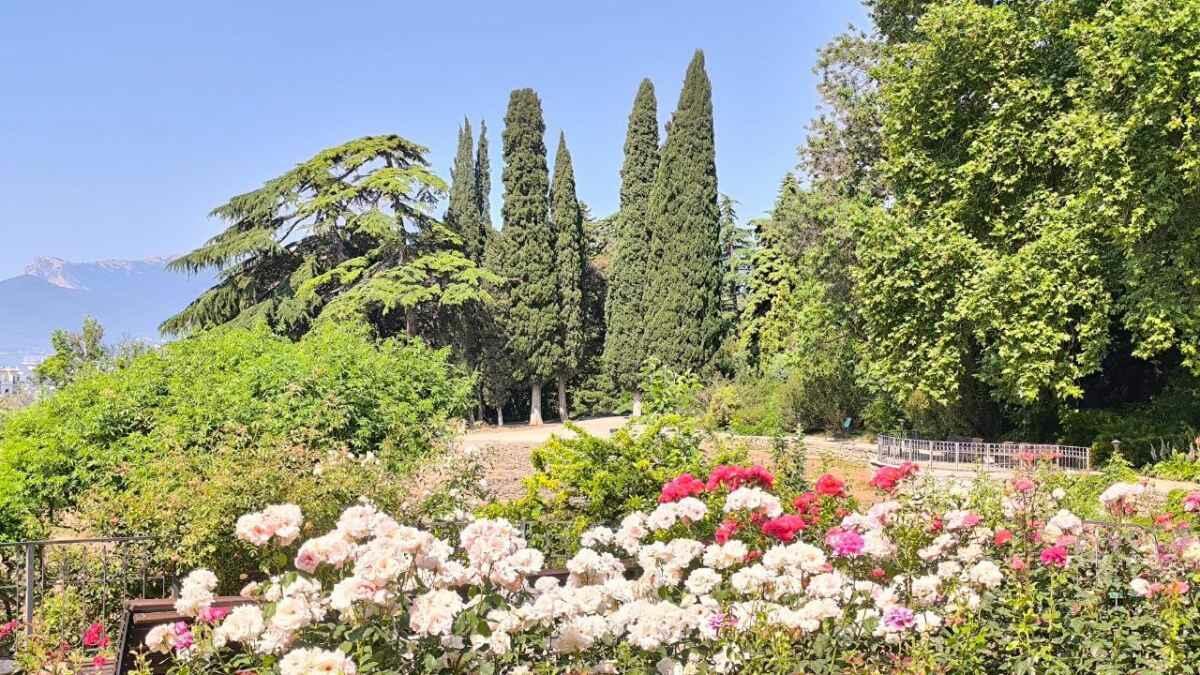 По аллеям розовым...