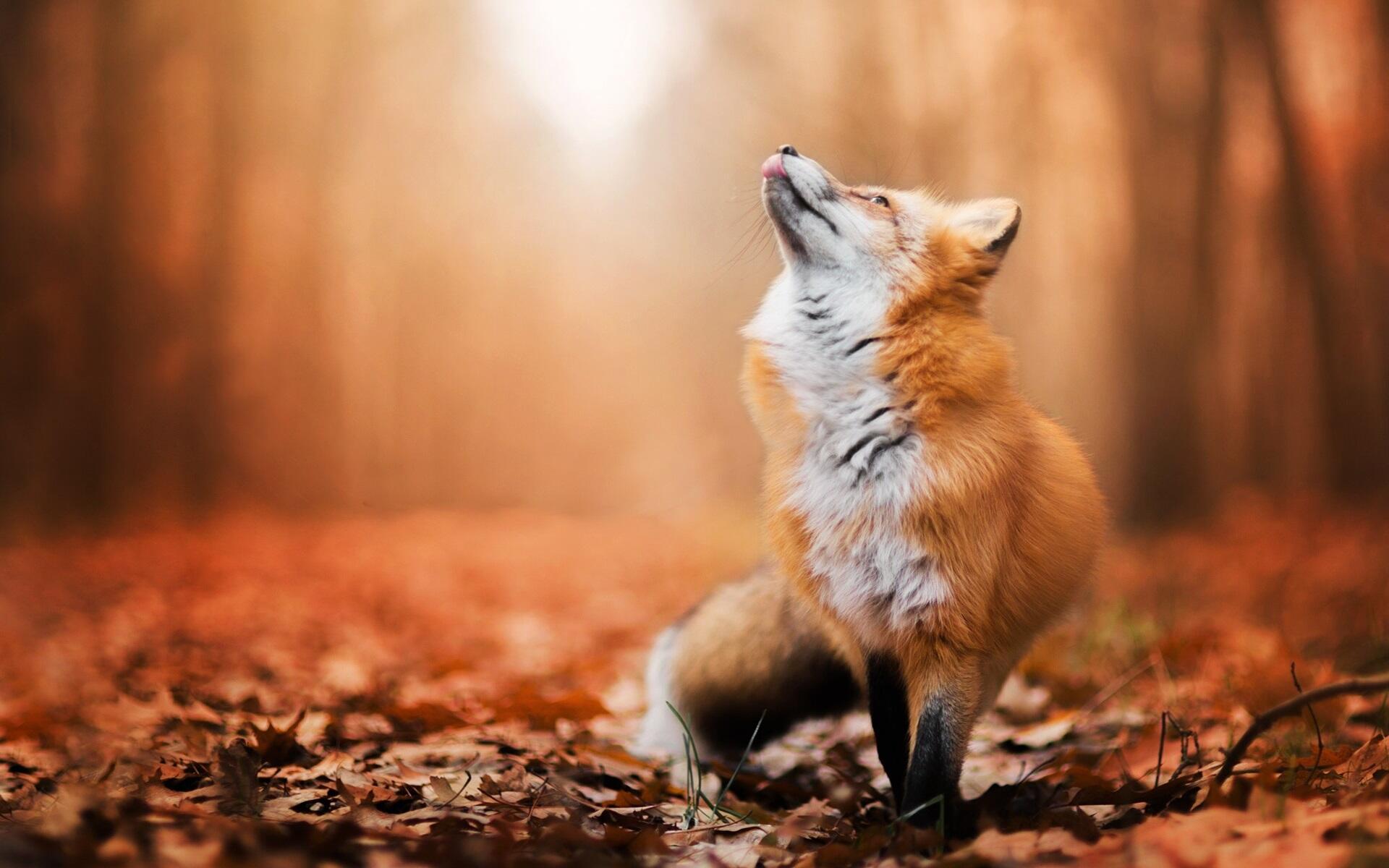 Осень – рыжая лиса
