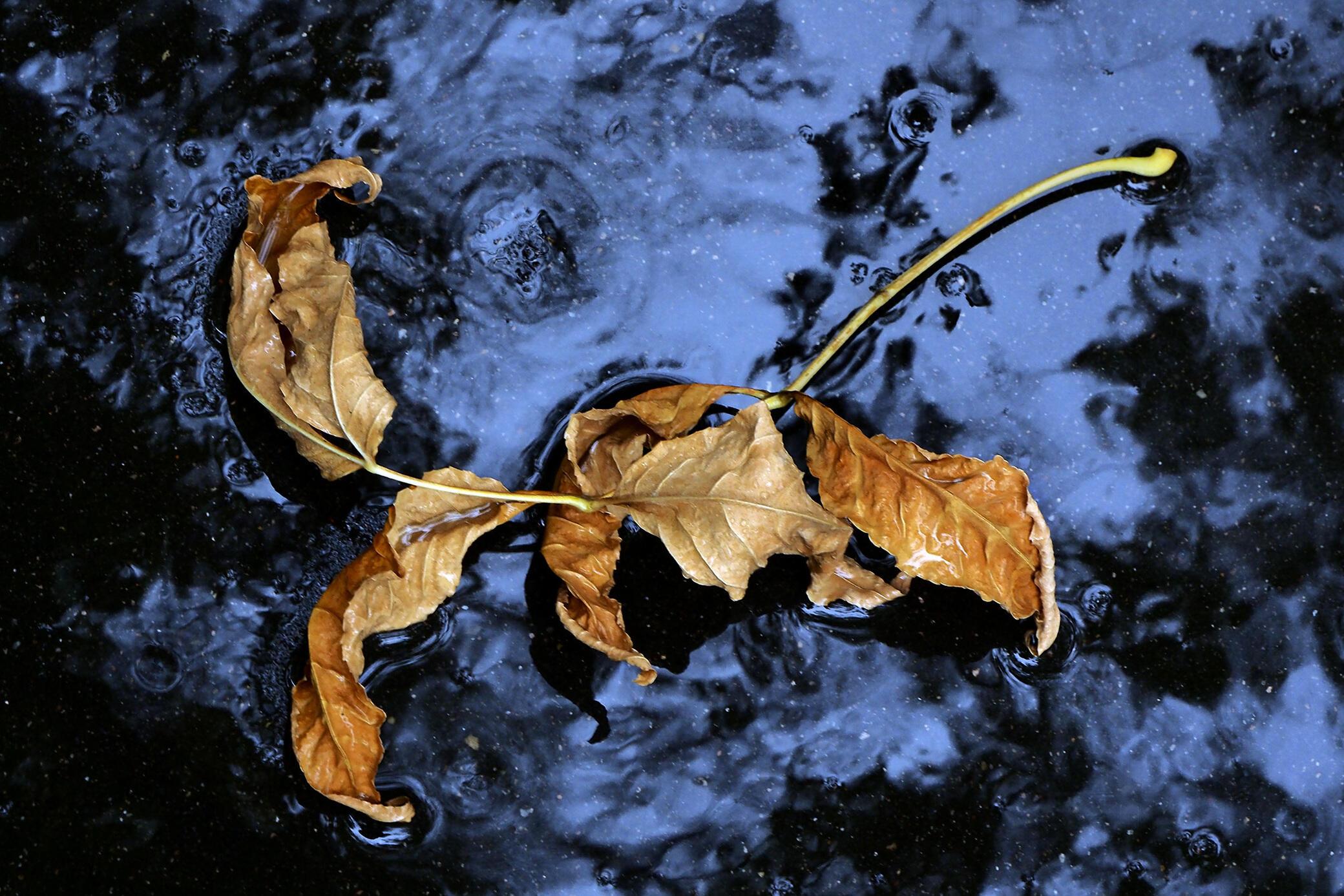 "Глаза с рассветом открывая..." (08.11.2021)