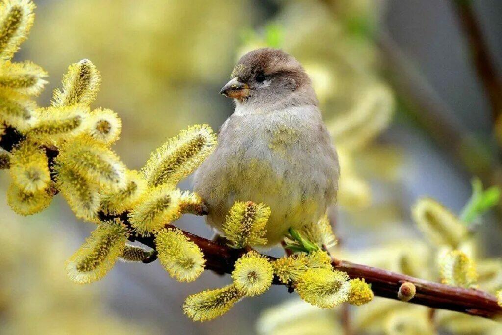 РАСПУШИЛАСЬ  ВЕРБА  НА  ЗАРЕ