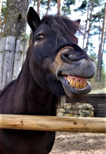 Конь. Стихи к фотографиям