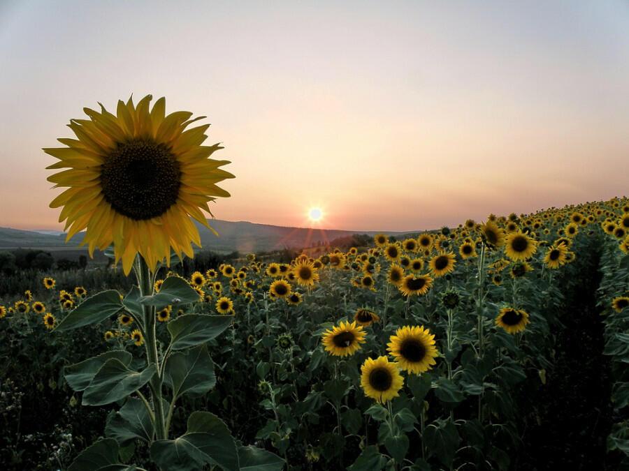 Хатки крытые соломой...✨