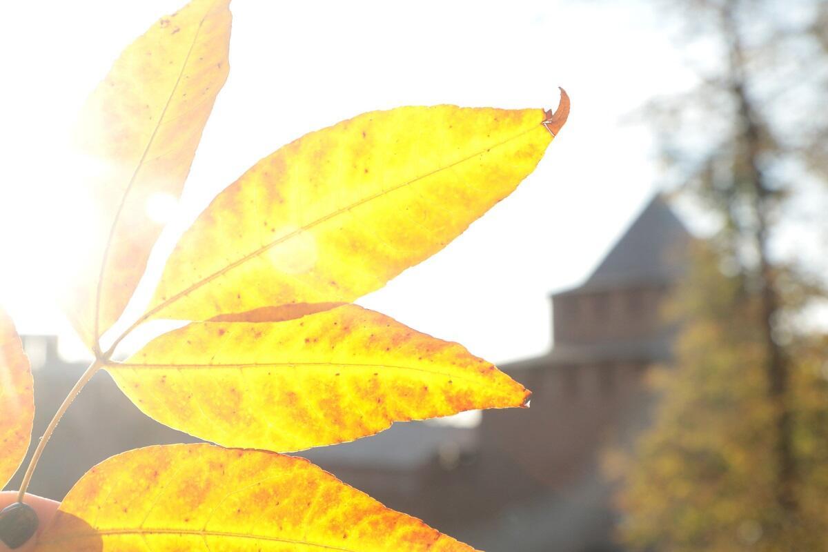 Желтый лист
