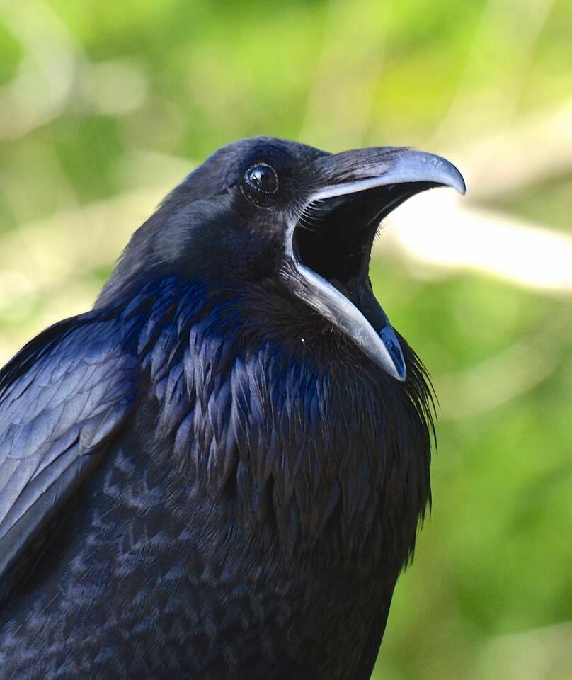 Крупные черные птицы