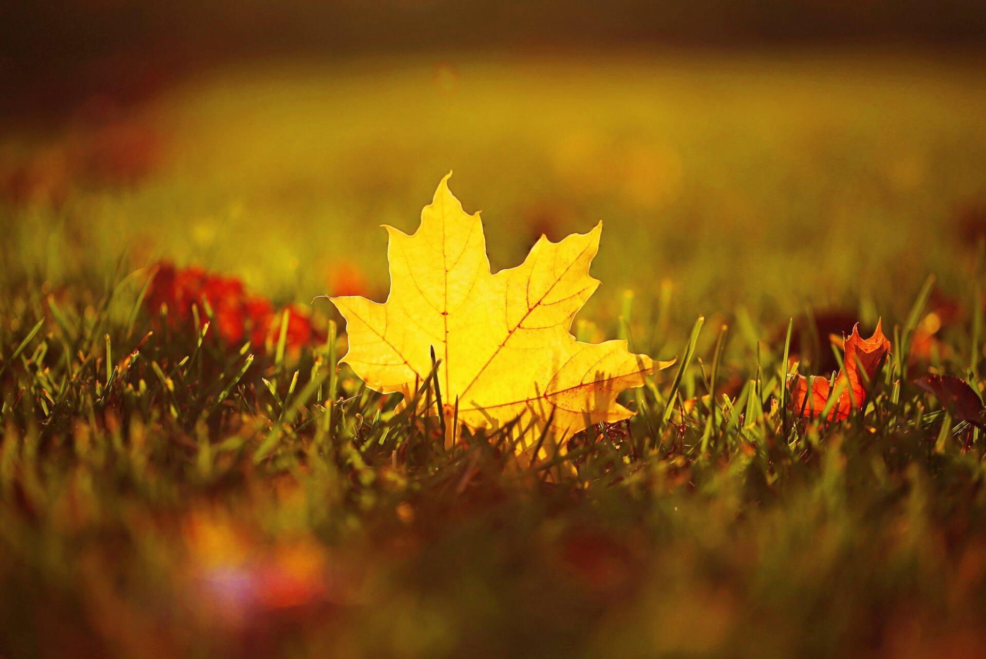 Последний лист упал