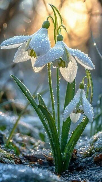 Последние вздохи зимы