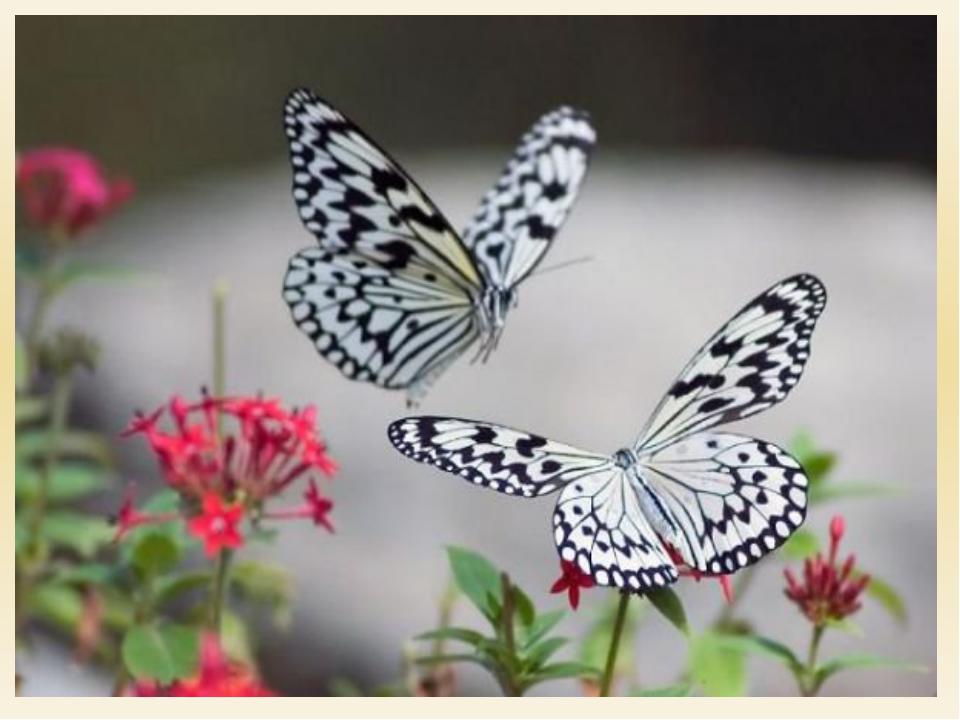 НА ПРОСТОРАХ МИРОЗДАНИЯ…